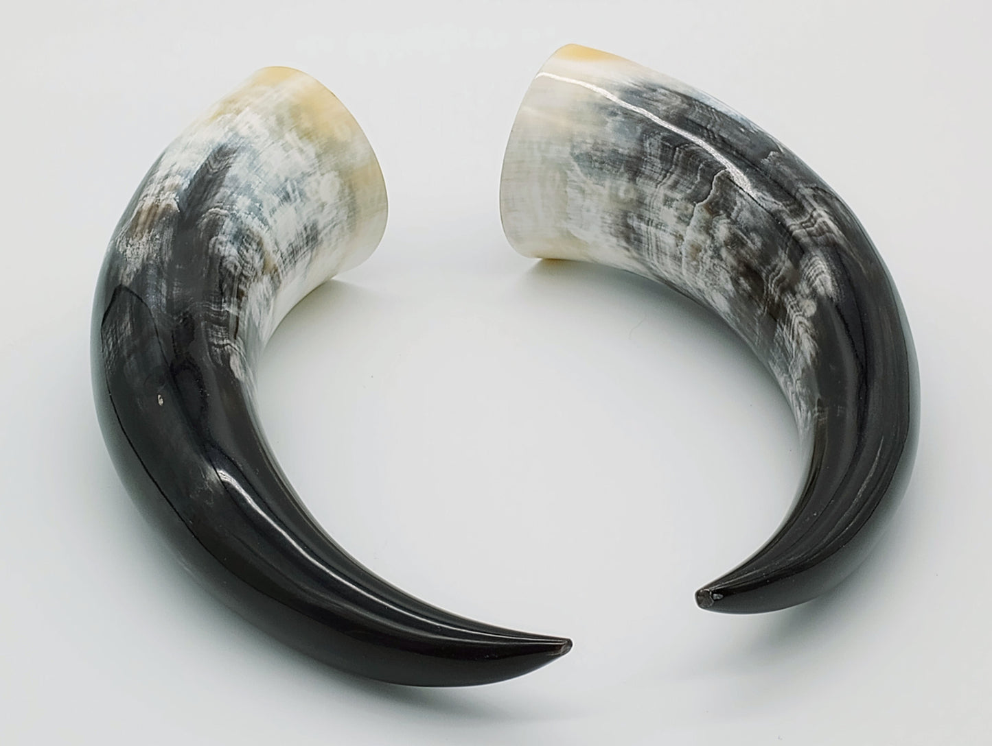 Polished Steer Horns paired, 10 - 14" long, scrapped and polished, for Indigenous Rattles, Regalia, Jewelry, and Powder horns.