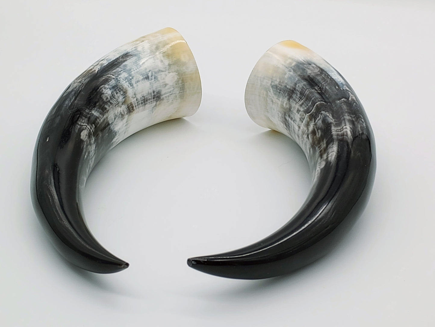 Polished Steer Horns paired, 10 - 14" long, scrapped and polished, for Indigenous Rattles, Regalia, Jewelry, and Powder horns.