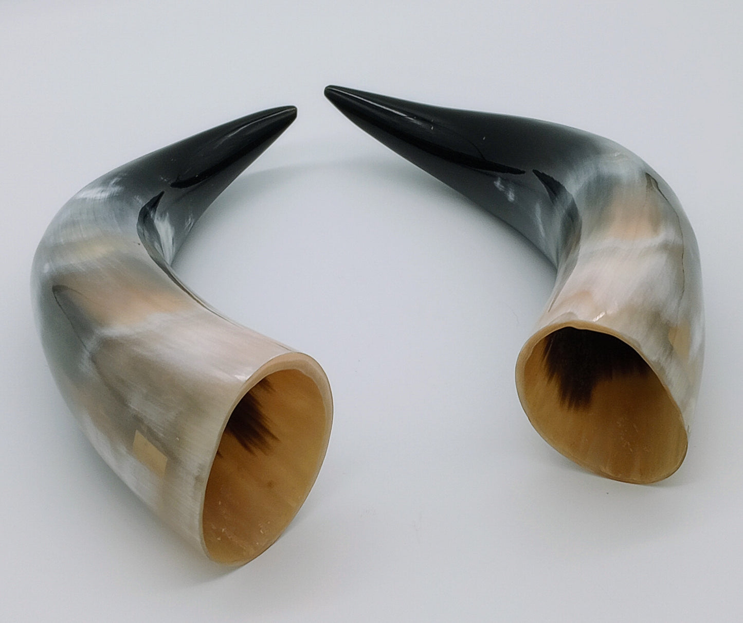 Polished Steer Horns paired, 10 - 14" long, scrapped and polished, for Indigenous Rattles, Regalia, Jewelry, and Powder horns.