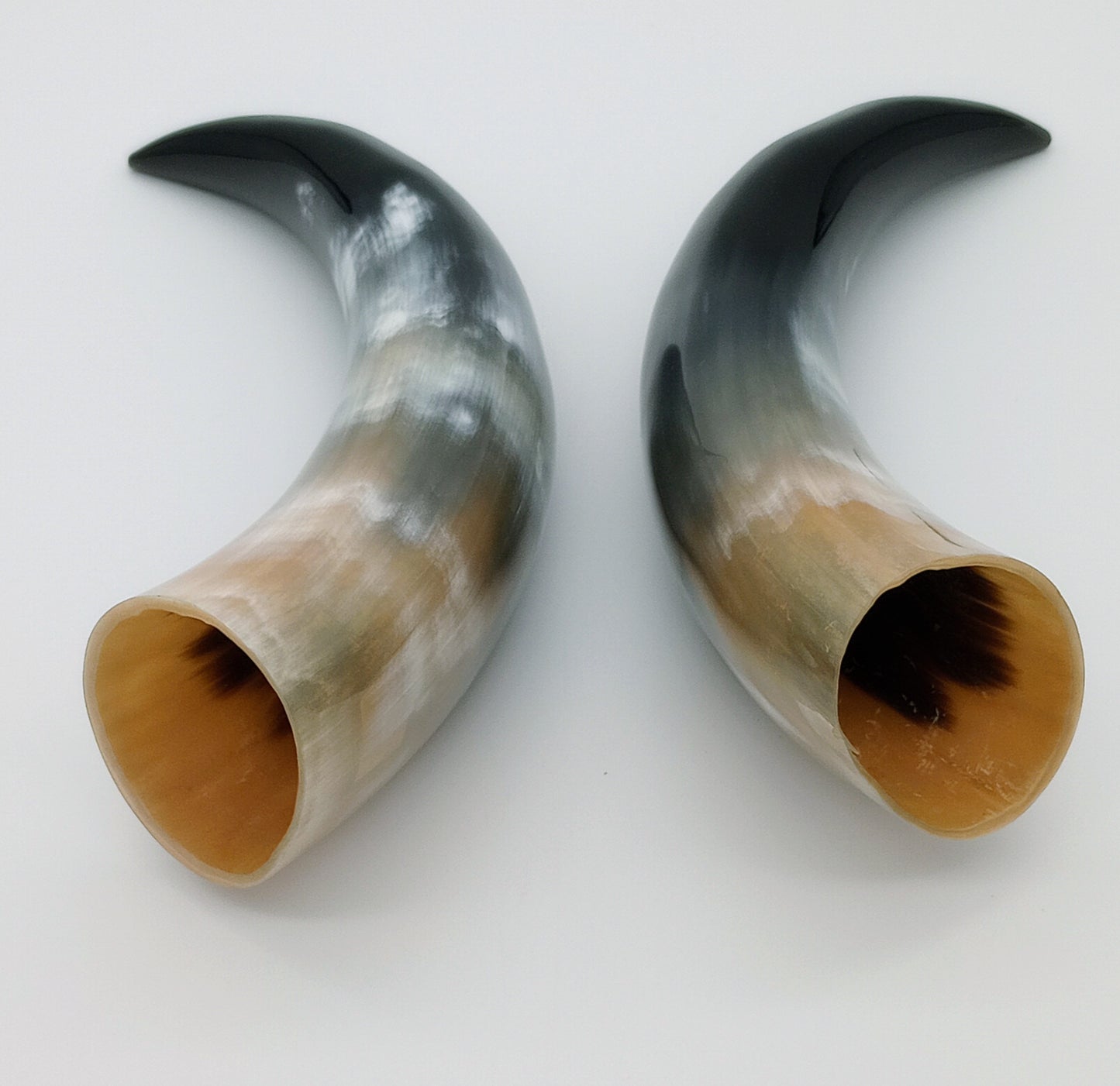 Polished Steer Horns paired, 10 - 14" long, scrapped and polished, for Indigenous Rattles, Regalia, Jewelry, and Powder horns.
