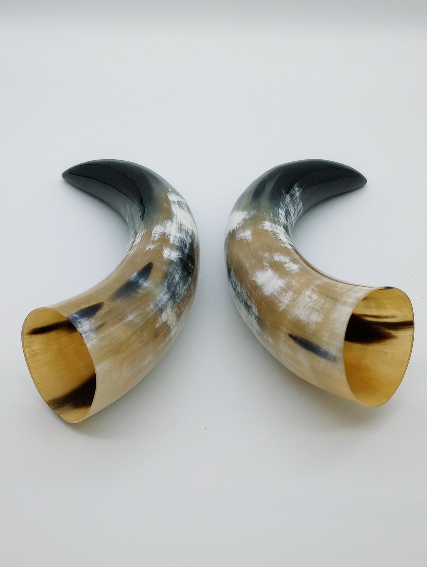 Polished Steer Horns paired, 10 - 14" long, scrapped and polished, for Indigenous Rattles, Regalia, Jewelry, and Powder horns.