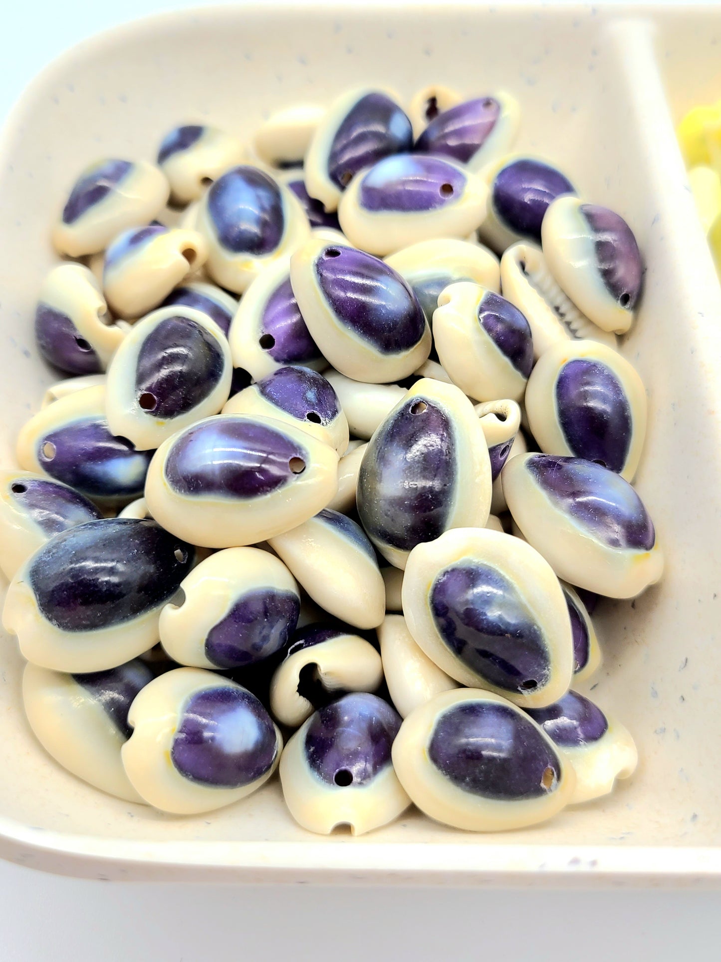 Purple Top Ring top Cowrie Shell, pre drilled, 30 grams 23-25pcs and 45 grams 37-41 pcs