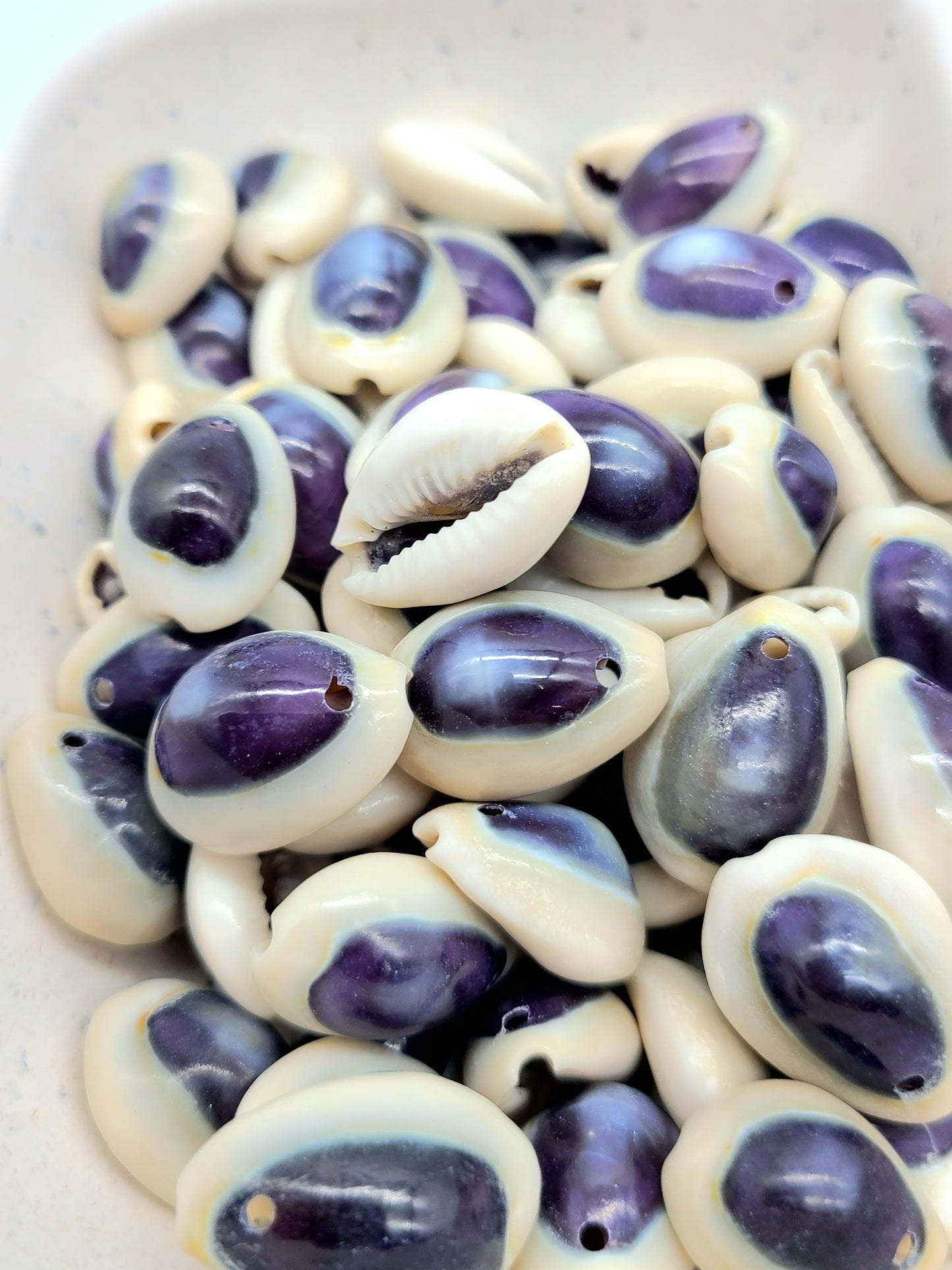 Purple Top Ring top Cowrie Shell, pre drilled, 30 grams 23-25pcs and 45 grams 37-41 pcs