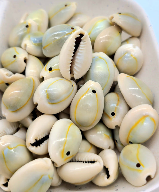 Uniform Ringtop Cowrie shells, for use with Regalia, Jewelry, Macramé, 7/8" approx. 40 gram 22-25 pcs and 60 gram 34-37 pcs