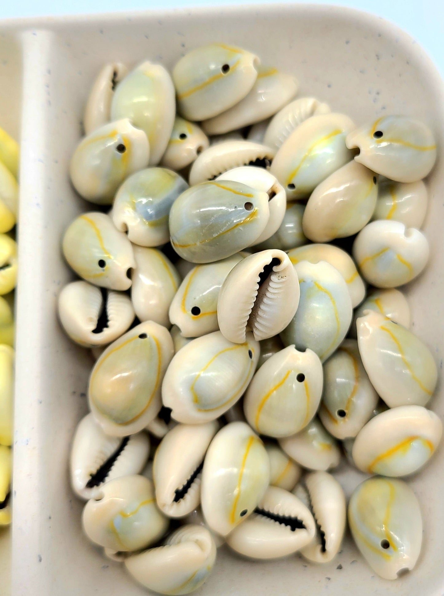 Uniform Ringtop Cowrie shells, for use with Regalia, Jewelry, Macramé, 7/8" approx. 40 gram 22-25 pcs and 60 gram 34-37 pcs