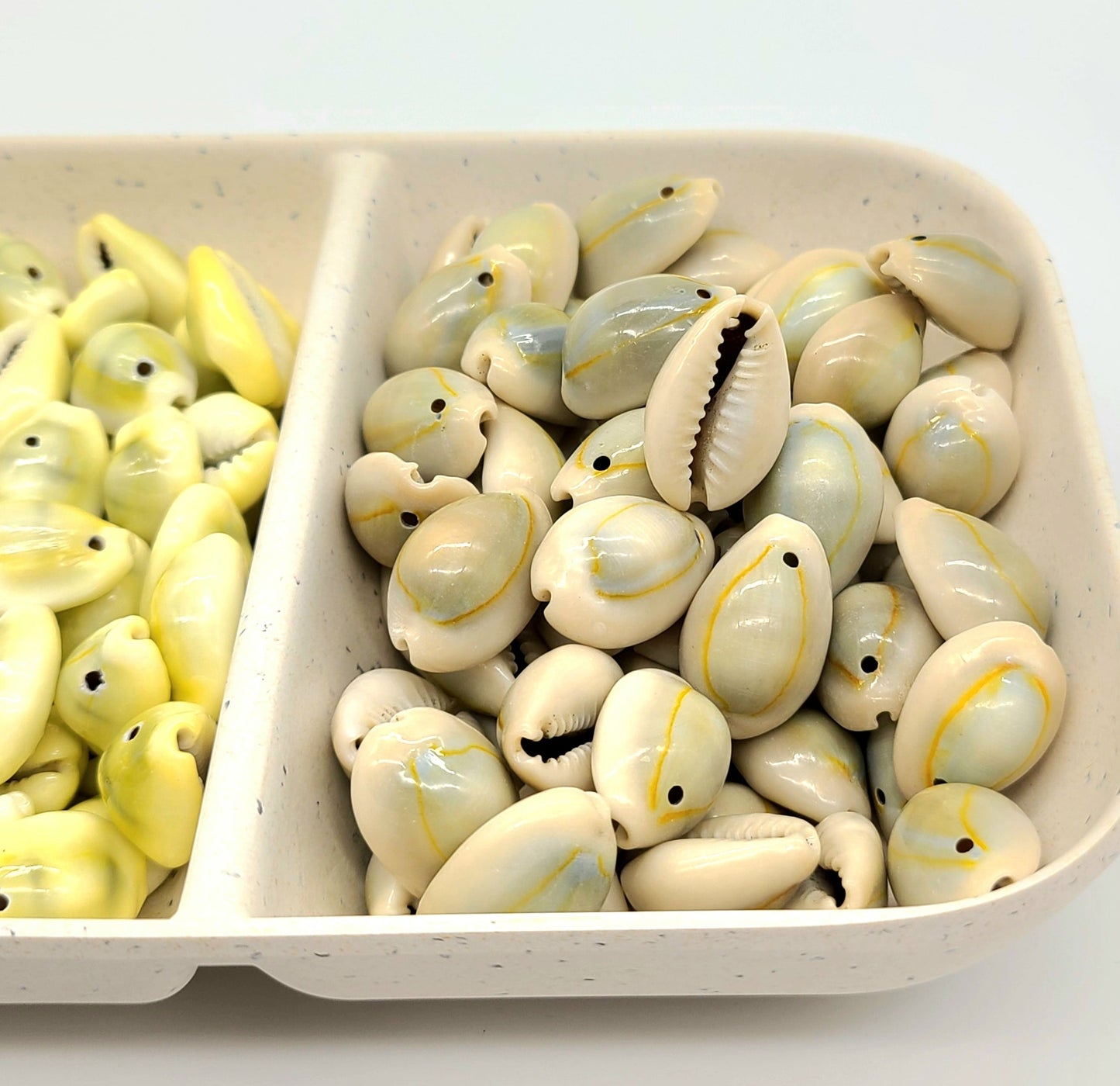 Uniform Ringtop Cowrie shells, for use with Regalia, Jewelry, Macramé, 7/8" approx. 40 gram 22-25 pcs and 60 gram 34-37 pcs