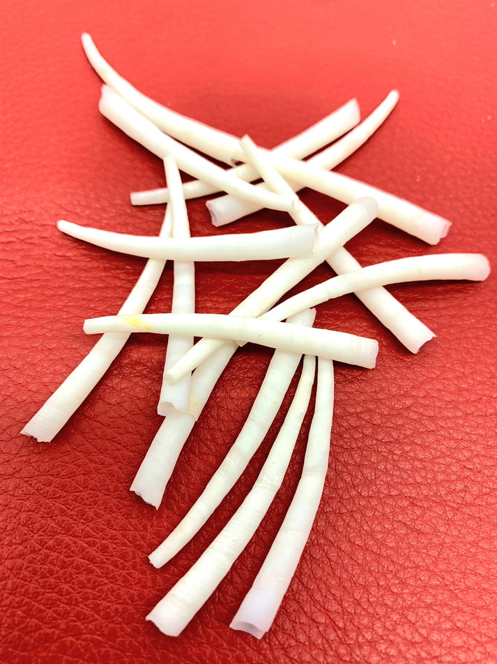 Dentalium Shells Premium select sorted in 8 different sizes for all yo ...