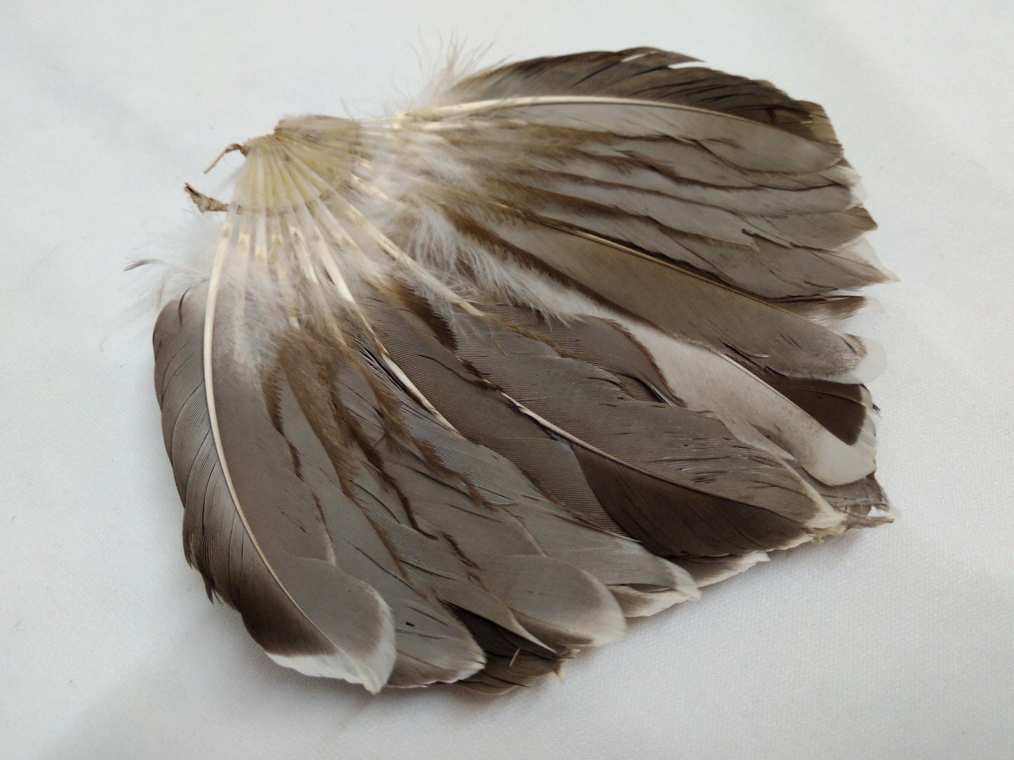 Feather Duck Tail Fan for Smudging, Ceremonies, Decorations, Fans, Jewelry