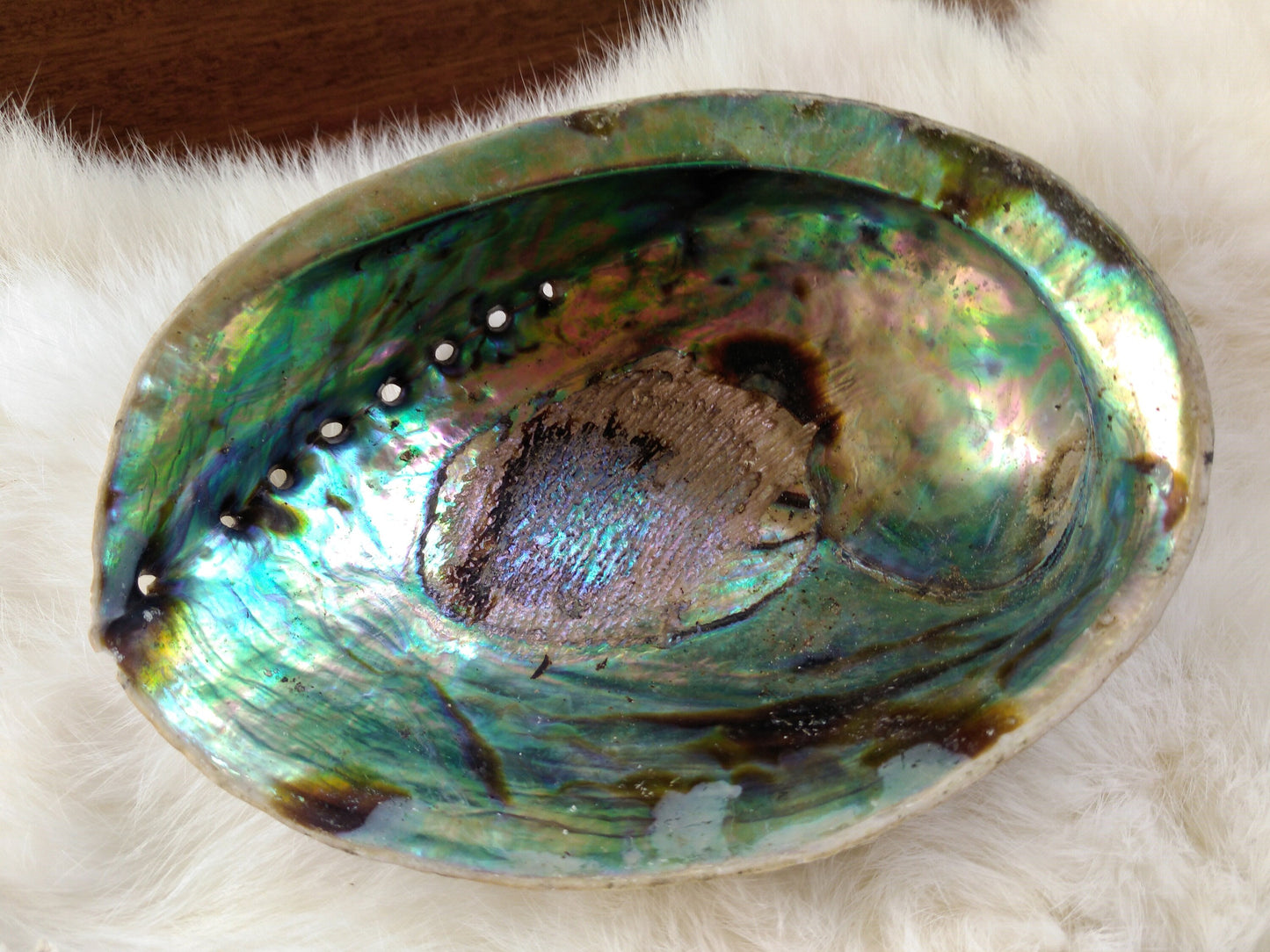 4 3/4" - 5" Paua Shells aka Abalone Shells for Smudging, Ceremonies, Sage, Sweetgrass, Cedar, Tobacco