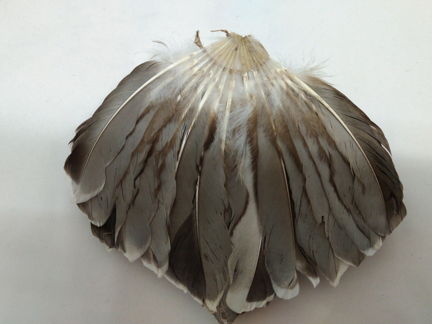 Feather Duck Tail Fan for Smudging, Ceremonies, Decorations, Fans, Jewelry